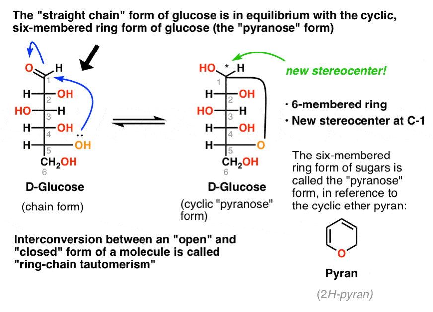 pyranoses and furanoses ring chain tautomerism in sugars master the conversion of cyclic glucose between the alpha form and the beta form is called